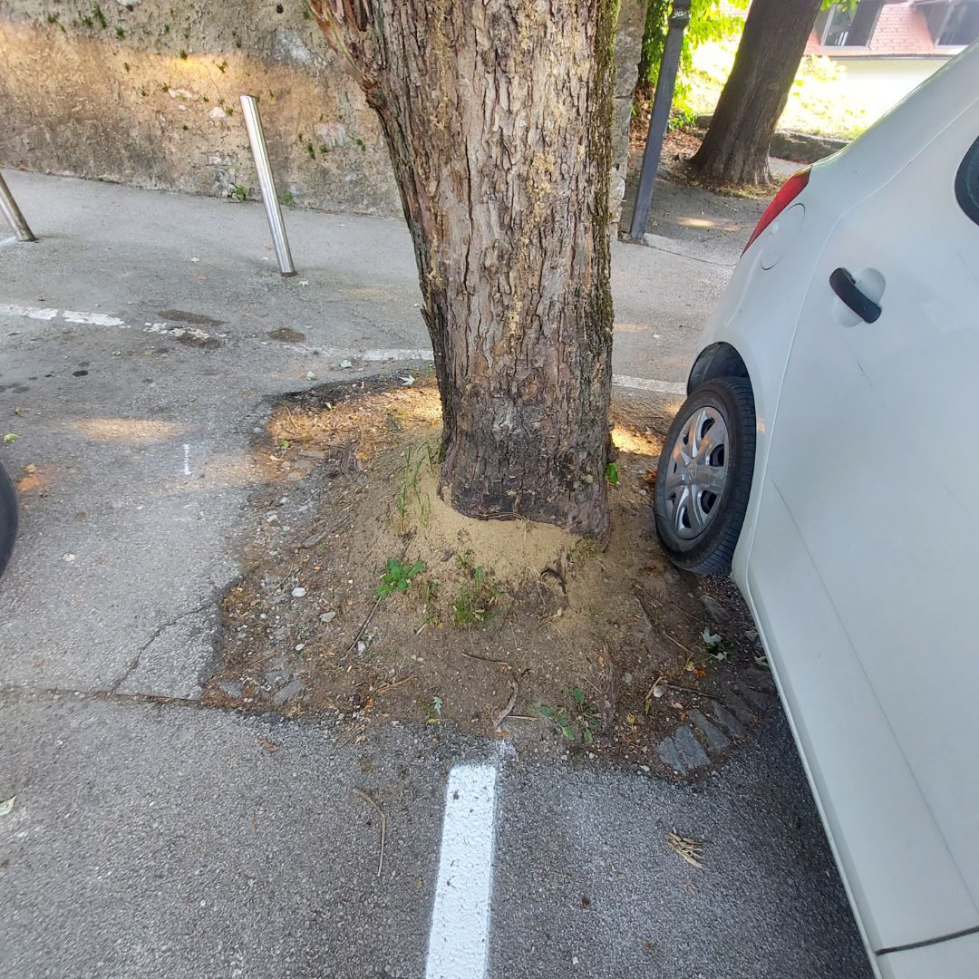 Drevo na parkirišču Graben