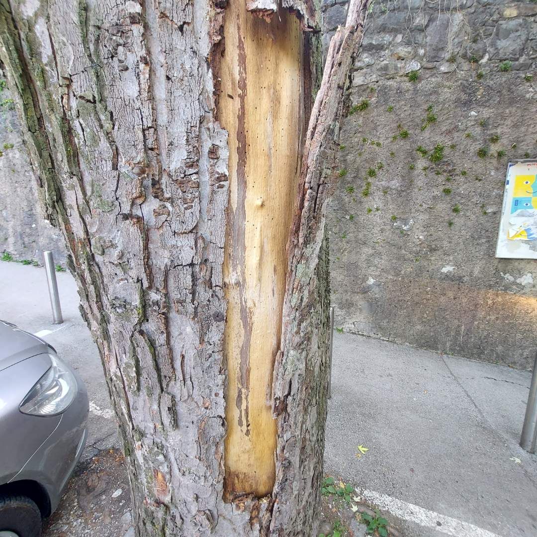 Drevo Graben